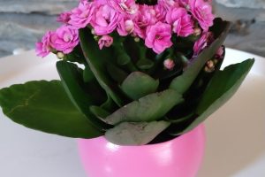 Calandiva avec pot rose : 2,50 € / pièce