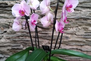 Orchidée Phalaenopsis : 7 €