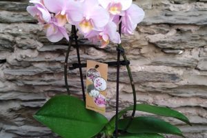 Orchidée Phalaenopsis : 7 €