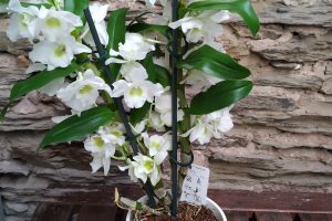 Dendrobium taille moyenne : 12 €