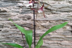 Orchidée Wilsonara : 12 €