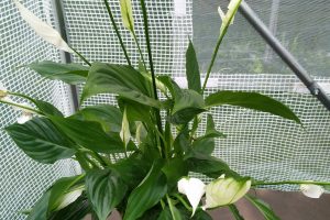 Spathiphyllum : 5 €