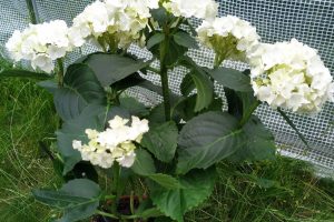 Hortensias : 6,50 €